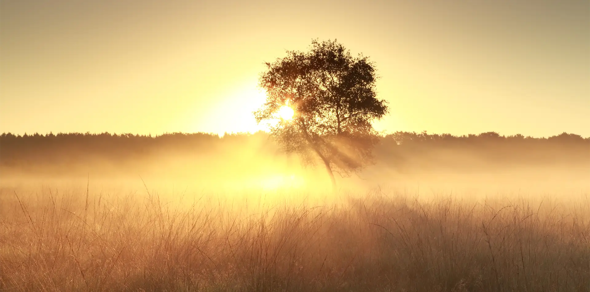 A calm sunrise or soft golden light illuminating nature