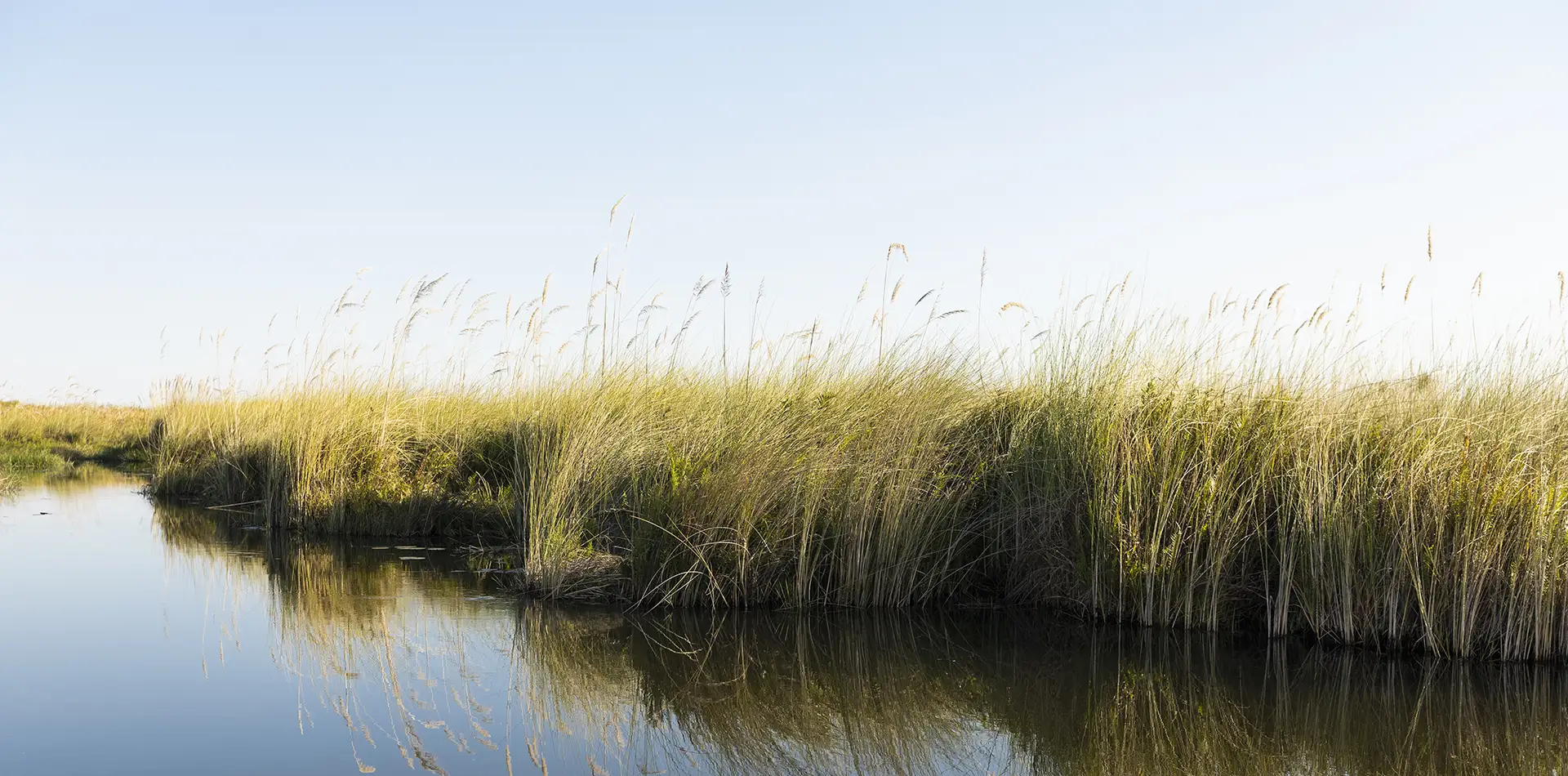 threatened wetland: calm water, tall grasses