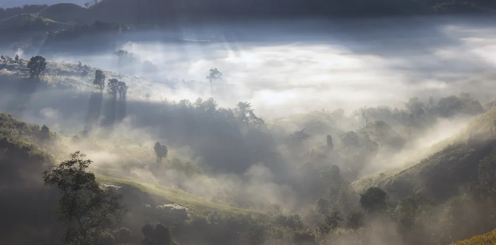 Sunlight breaking through fog symbolizing love, peace, and conscious choice