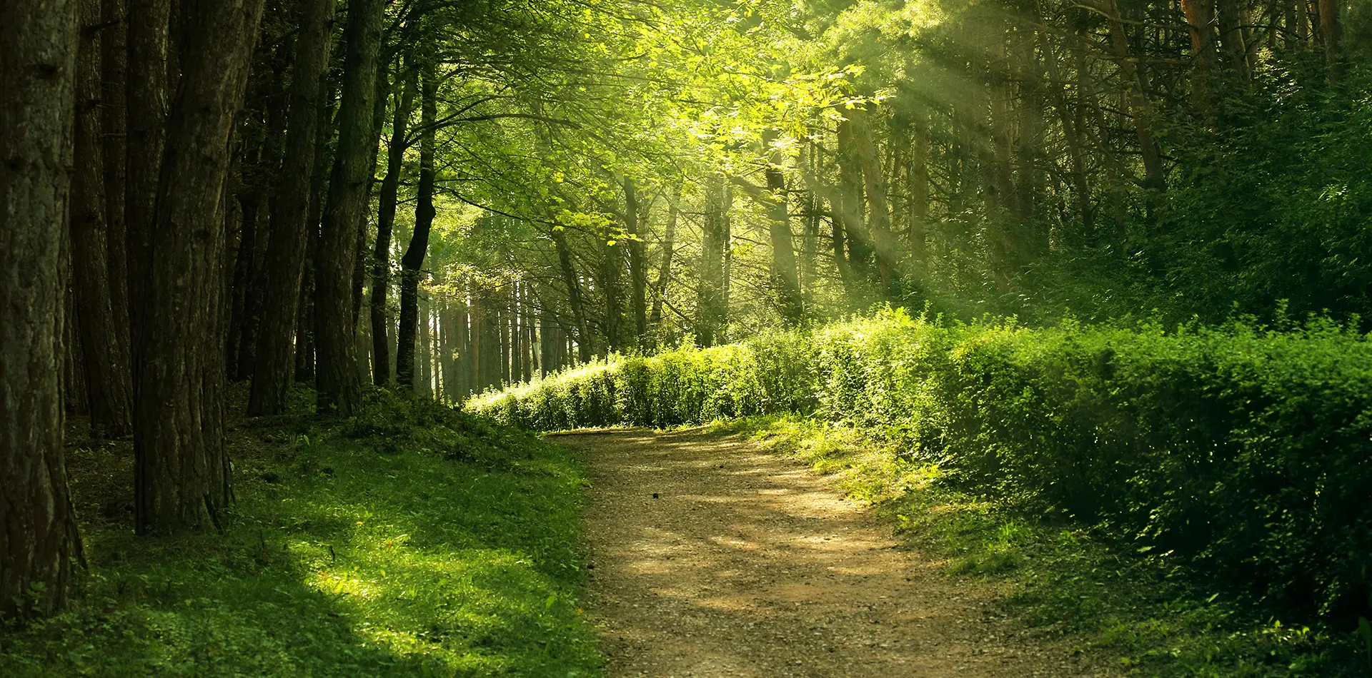Sunlight filters through a canopy of moss-covered trees, lighting up a peaceful woodland trail in vibrant shades of emerald and gold.
