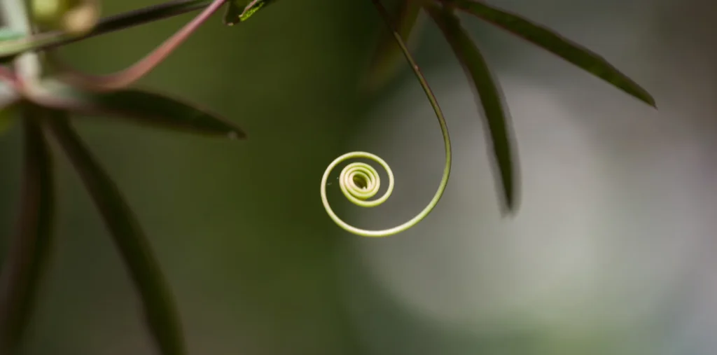 A visual representation of the golden ratio spiral overlaid on a natural shell.