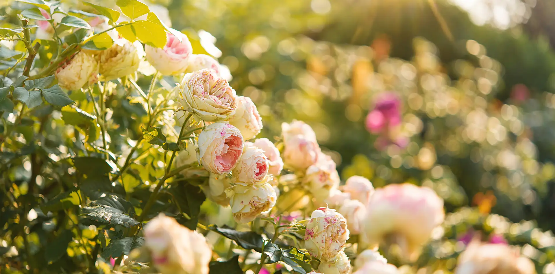 Colorful garden flowers blooming in warm sunlight, representing the natural magic of life and growth