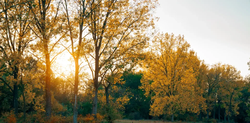 Person standing in golden light in nature representing spiritual connection and the God perspective