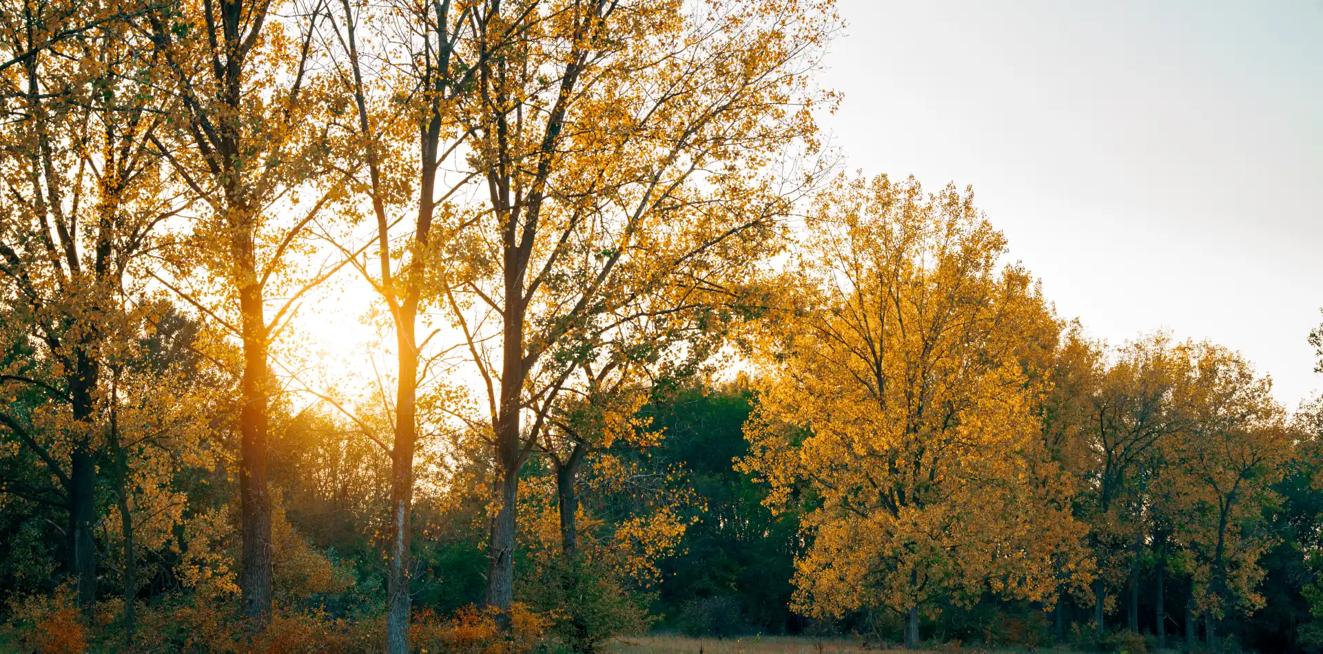 Person standing in golden light in nature representing spiritual connection and the God perspective