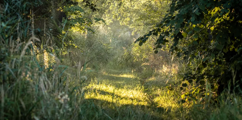 Vibrant green meadow with sunlight filtering through trees in a peaceful natural setting