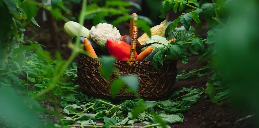 A colorful array of fresh organic vegetables from a garden, representing plant-based nutrition and vitality