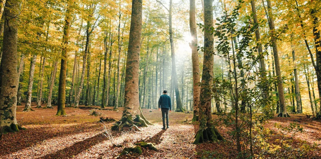 Elderly man walking peacefully along a sunlit forest trail surrounded by autumn trees and warm golden light