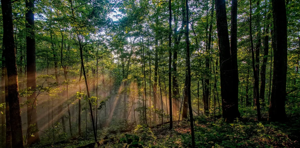 Soft morning light filtering through the green canopy of a peaceful forest