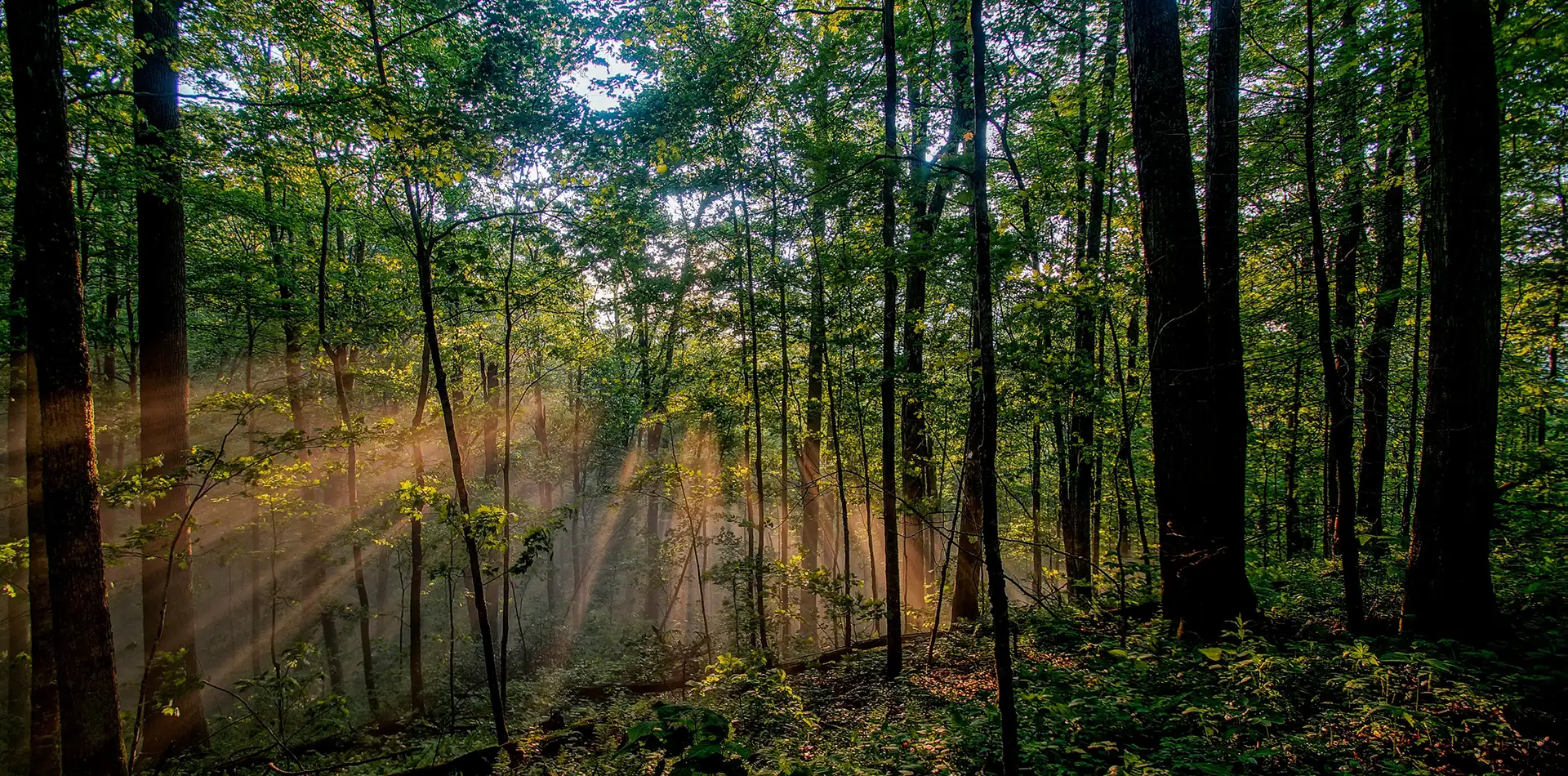 Soft morning light filtering through the green canopy of a peaceful forest