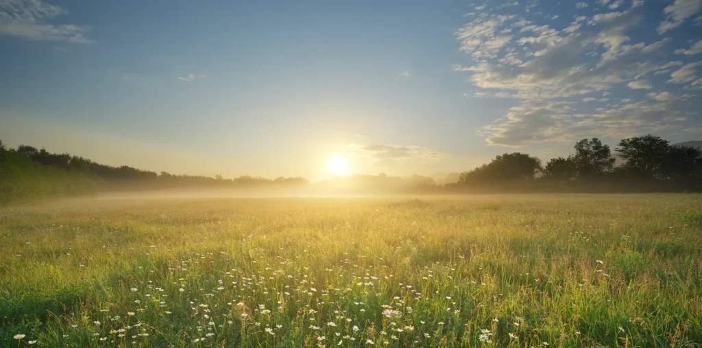 A calm meadow at golden sunrise, evoking love and peace and the quiet renewal of a new day
