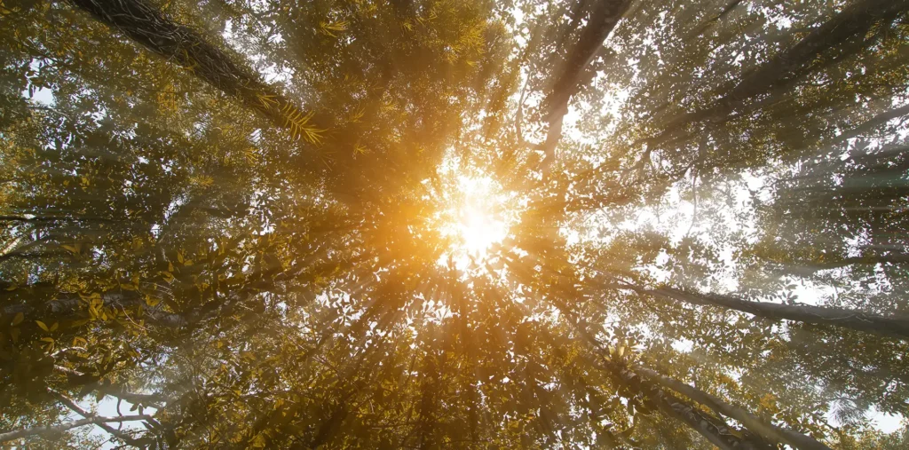 Sunbeams breaking through tall forest trees at dawn, evoking peace and the natural world