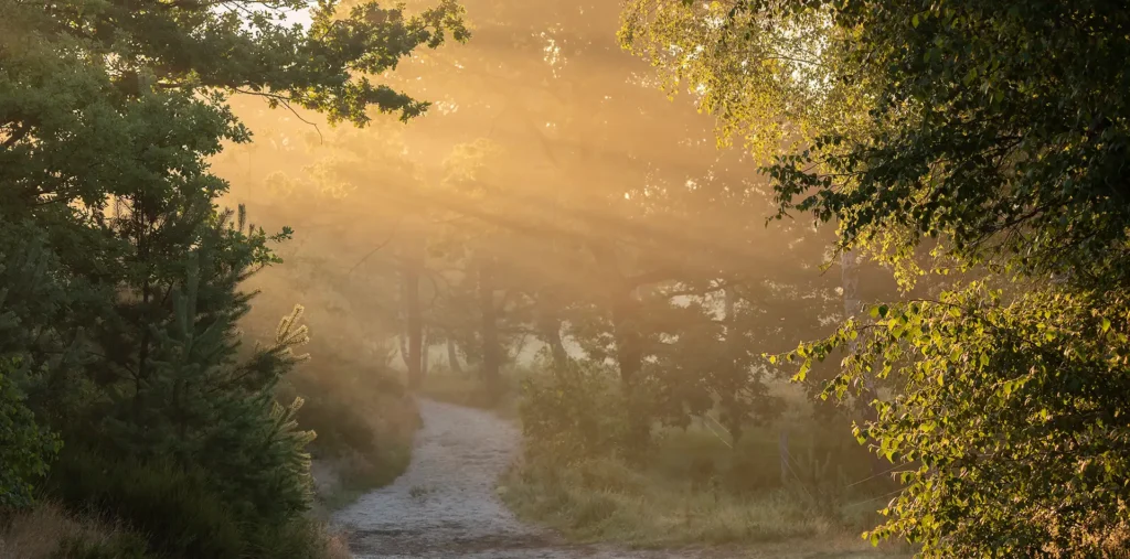 Soft golden sunlight streaming through trees along a quiet path