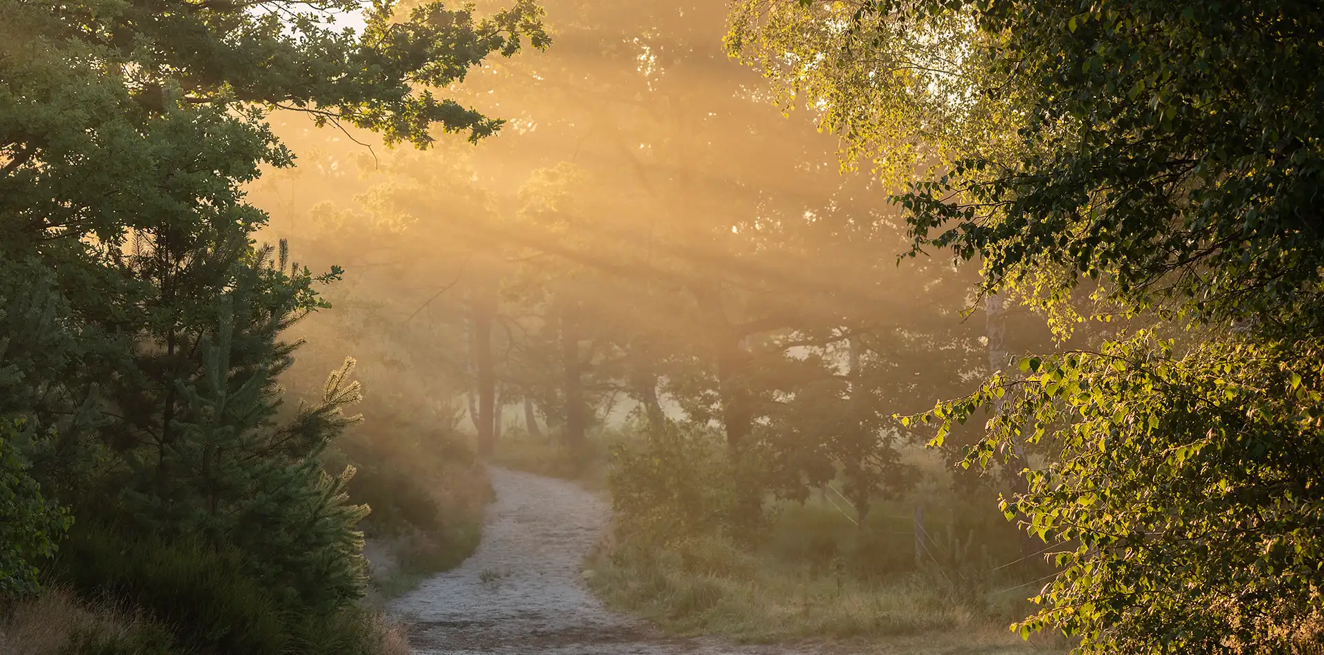 Soft golden sunlight streaming through trees along a quiet path