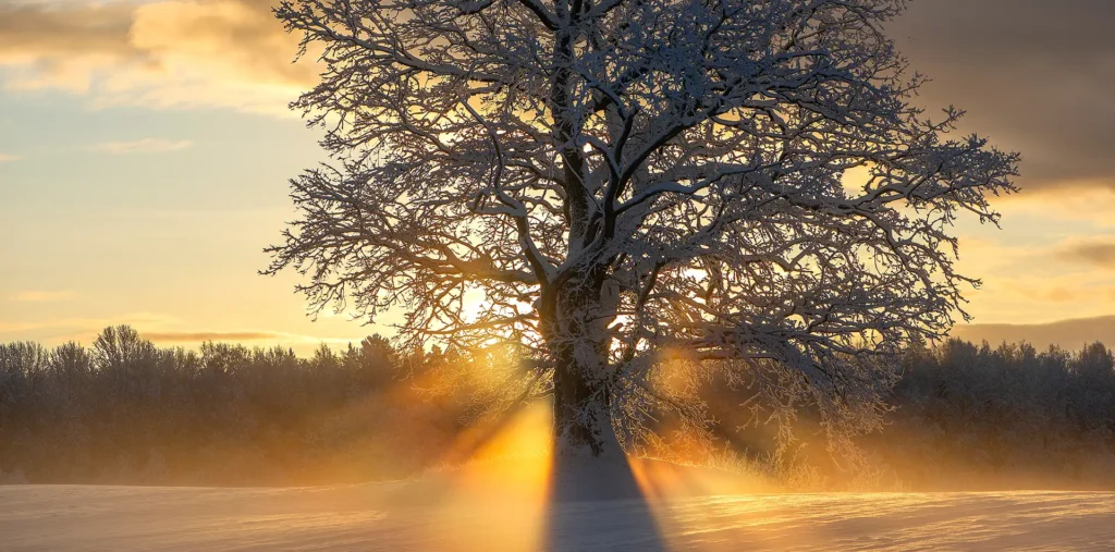 Bare tree standing in soft snow as pale sunlight breaks through a calm winter sky