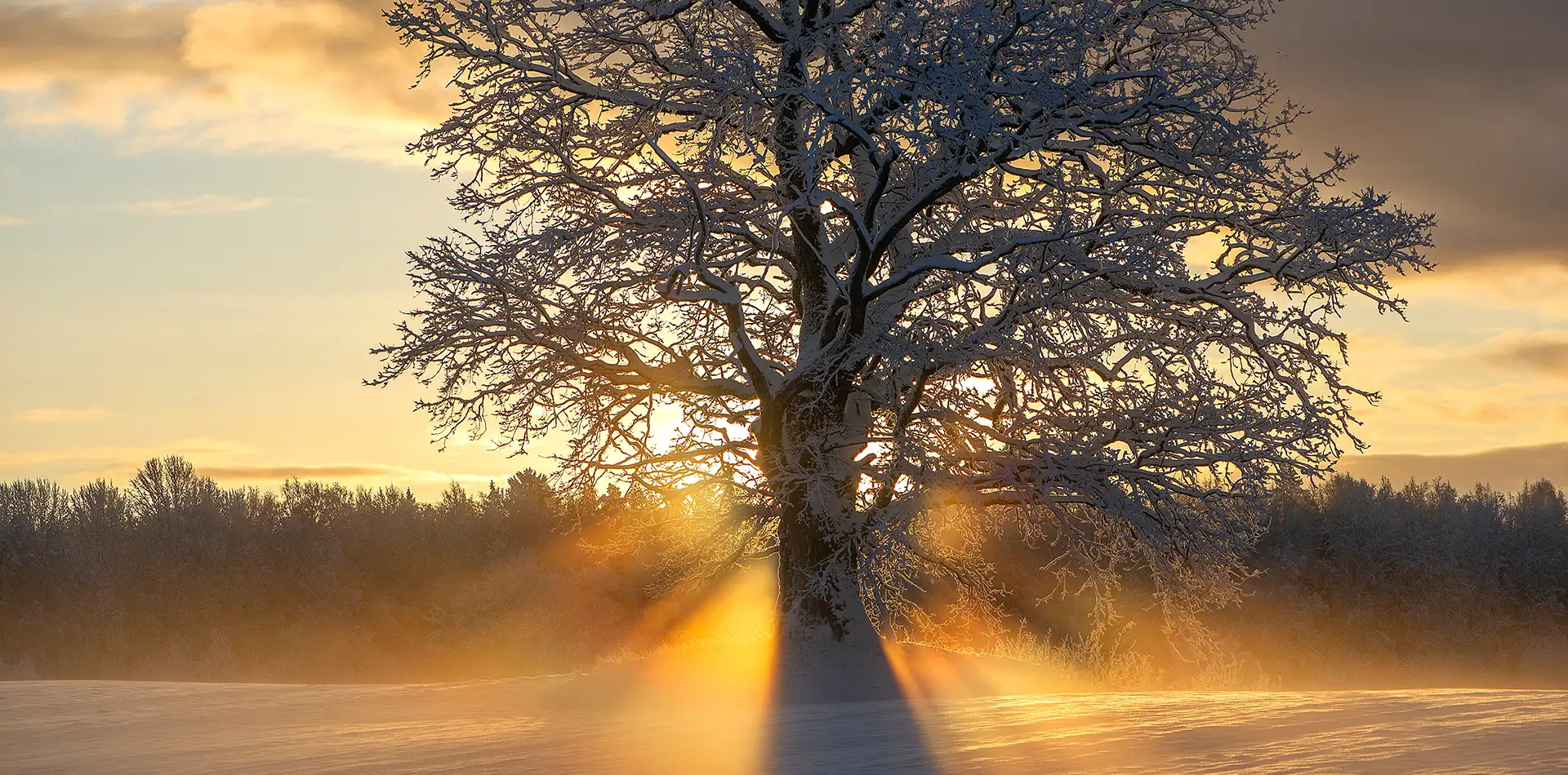 Bare tree standing in soft snow as pale sunlight breaks through a calm winter sky