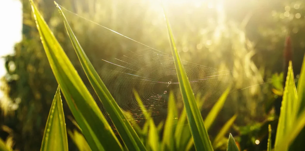 Soft morning sunlight filtering through green leaves and garden plants at dawn, evoking gratitude and renewal
