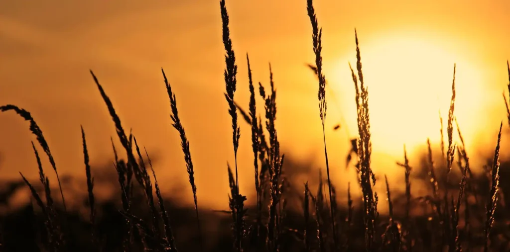 Woman with open arms breathing fresh air in a golden sunlit meadow at sunrise, a prayer of thanks for life