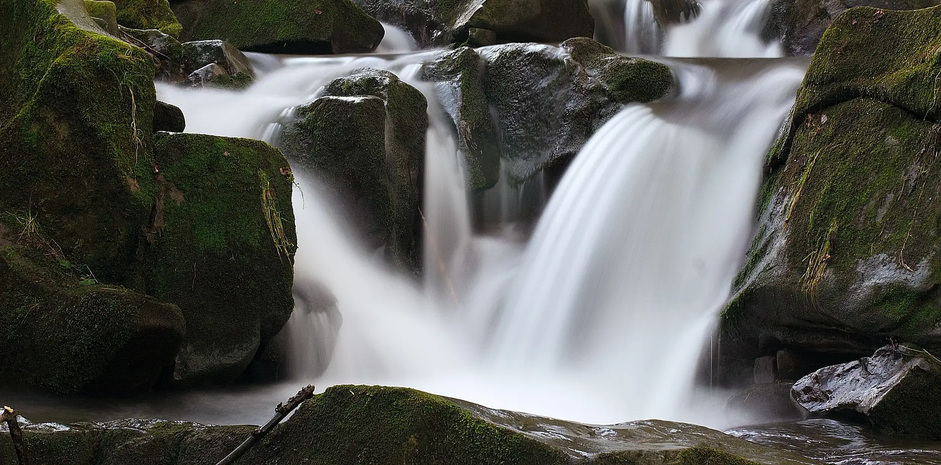 A clear stream flowing over rocks through a green forest in soft morning light